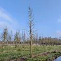 Miłorząb dwuklapowy (Ginkgo biloba) w doniczce 2 L