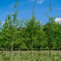 Miłorząb dwuklapowy (Ginkgo biloba) w doniczce 2 L