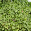 Miłorząb dwuklapowy (Ginkgo biloba) w doniczce 2 L