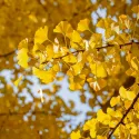 Miłorząb dwuklapowy (Ginkgo biloba) w doniczce 2 L