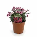 Wielobarwny goździk Flutterburst (Dianthus)