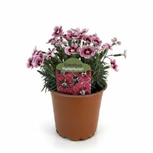Wielobarwny goździk Flutterburst (Dianthus)