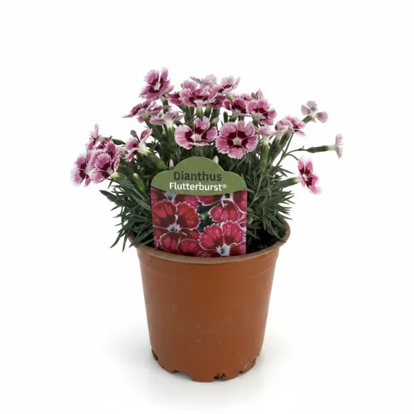 Wielobarwny goździk Flutterburst (Dianthus)