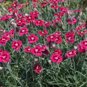 Wielobarwny goździk Flutterburst (Dianthus)