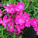 Różowy goździk Kahori Pink (Dianthus)