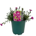Różowy goździk Kahori Pink (Dianthus)