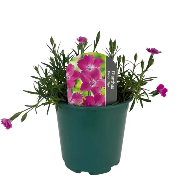 Różowy goździk Kahori Pink (Dianthus)