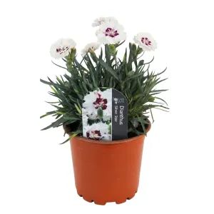 Srebrno-biały goździk Silver Star (Dianthus)