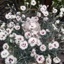 Srebrno-biały goździk Silver Star (Dianthus)