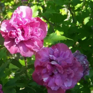 Ketmia syryjska Sanchoyo (Hibiscus syriacus)