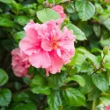 Ketmia syryjska Sanchoyo (Hibiscus syriacus)