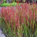 Czerwona imperata Red Baron (Imperata cylindrica)
