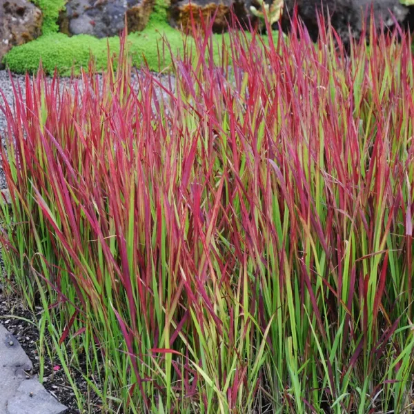 Czerwona imperata Red Baron (Imperata cylindrica)