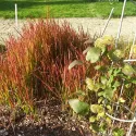 Czerwona imperata Red Baron (Imperata cylindrica)
