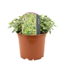 Jasnota plamista Anne Green Way (Lamium)
