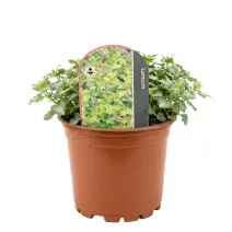 Jasnota plamista Anne Green Way (Lamium)