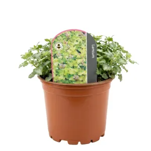 Jasnota plamista Anne Green Way (Lamium)