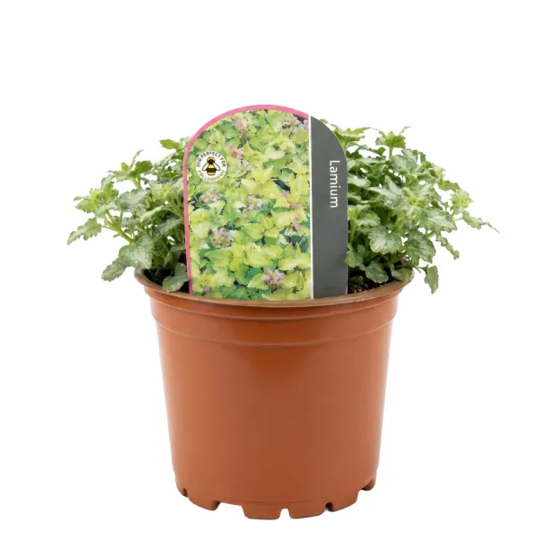 Jasnota plamista Anne Green Way (Lamium)