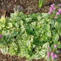 Jasnota plamista Anne Green Way (Lamium)