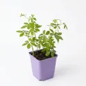 Jiaogulan – ziele nieśmiertelności (Gynostemma pentaphyllum)