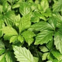 Jiaogulan – ziele nieśmiertelności (Gynostemma pentaphyllum)