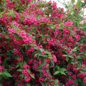 Krzewuszka Bristol Ruby (Weigela)