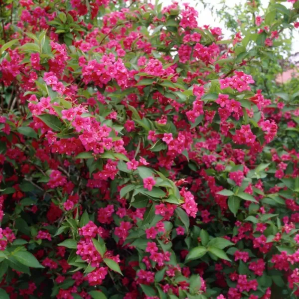 Krzewuszka Bristol Ruby (Weigela)