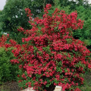 Krzewuszka Red Prince (Weigela)