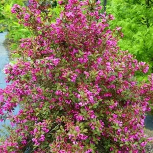 Krzewuszka Victoria (Weigela)