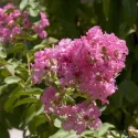 Ciemnoróżowa lagerstremia indyjska (Lagerstroemia indica)