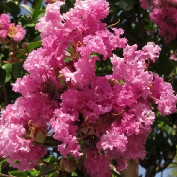 Ciemnoróżowa lagerstremia indyjska (Lagerstroemia indica)