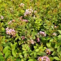 Ciemnoróżowa lagerstremia indyjska (Lagerstroemia indica)