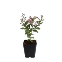 Ciemnoróżowa lagerstremia indyjska (Lagerstroemia indica)