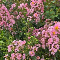 Jasnoróżowa lagerstremia indyjska (Lagerstroemia indica)