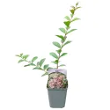 Jasnoróżowa lagerstremia indyjska (Lagerstroemia indica)