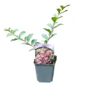 Jasnoróżowa lagerstremia indyjska (Lagerstroemia indica)