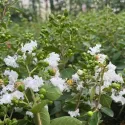 Biała lagerstremia indyjska (Lagerstroemia indica)