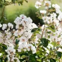 Biała lagerstremia indyjska (Lagerstroemia indica)