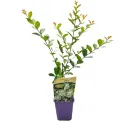 Biała lagerstremia indyjska (Lagerstroemia indica)