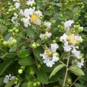 Biała lagerstremia indyjska (Lagerstroemia indica)