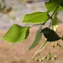 Lipa drobnolistna (Tilia cordata) w doniczce 2L