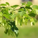 Lipa drobnolistna (Tilia cordata) w doniczce 2L