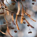 Lipa drobnolistna (Tilia cordata) w doniczce 2L