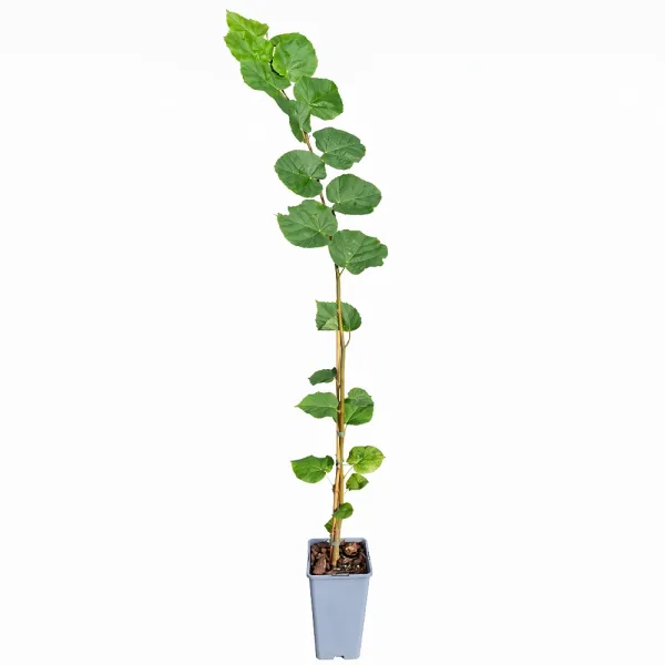 Lipa drobnolistna (Tilia cordata) w doniczce 2L