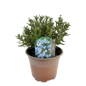 Niebieska nawrotka Heavenly Blue (Lithodora diffusa)