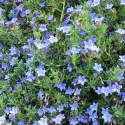 Niebieska nawrotka Heavenly Blue (Lithodora diffusa)