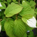 Męskie mini kiwi Adam (Actinidia kolomikta)