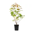 Męskie mini kiwi Adam (Actinidia kolomikta)