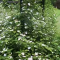 Męskie mini kiwi Adam (Actinidia kolomikta)