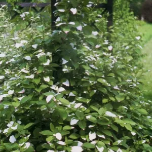Męskie mini kiwi Adam (Actinidia kolomikta)